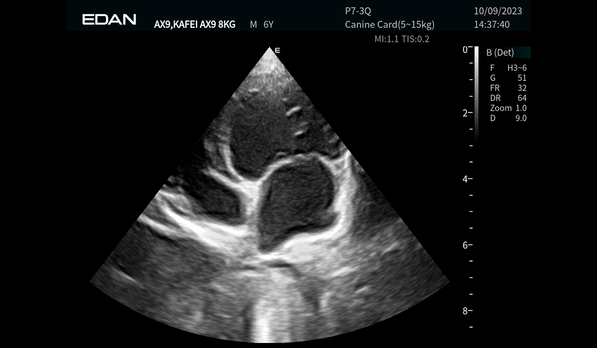 Acclarix AX9 Vet