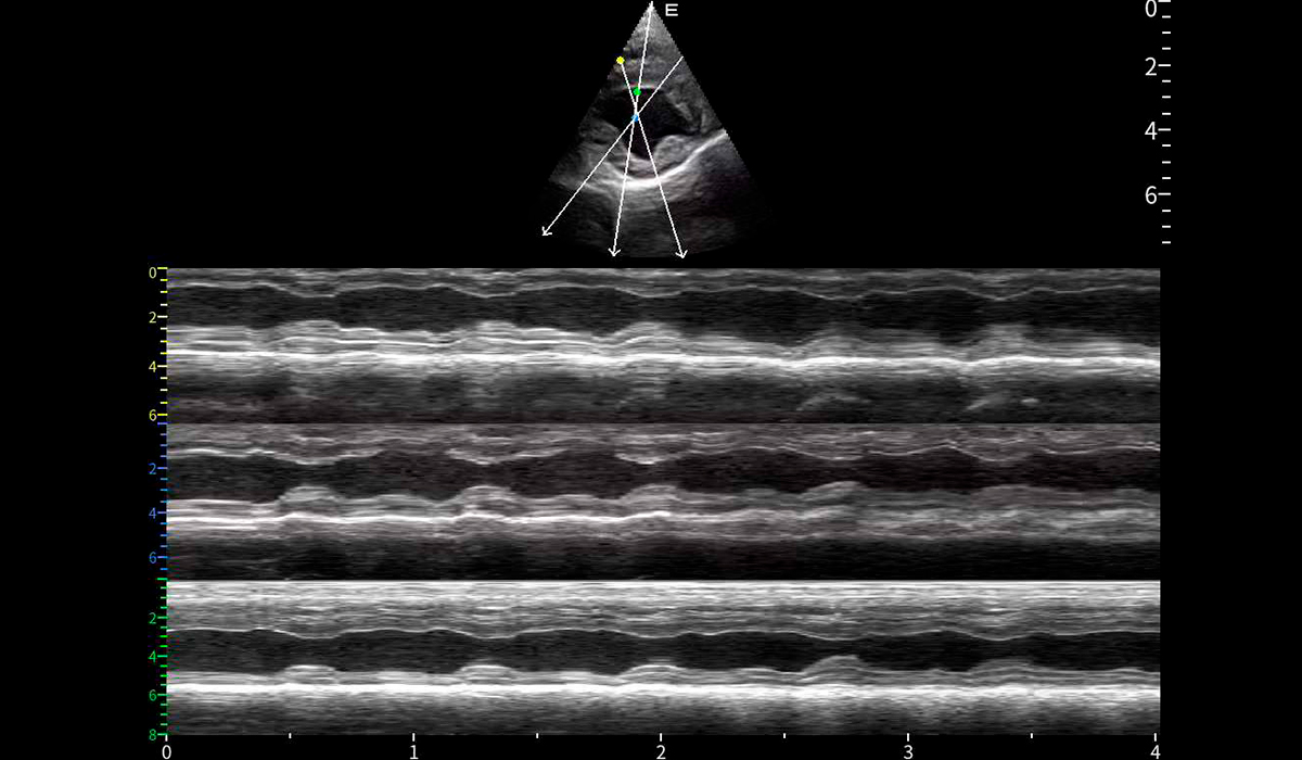 Acclarix AX9 Vet