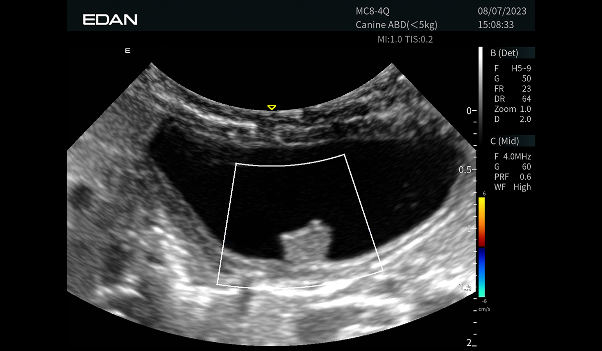 Acclarix AX9 Vet
